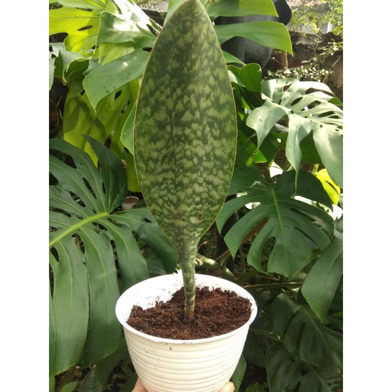 Sansevieria mansoniana Giant - Sansivera centong - lidah mertua centong - Sansivera - sansevieriaa
