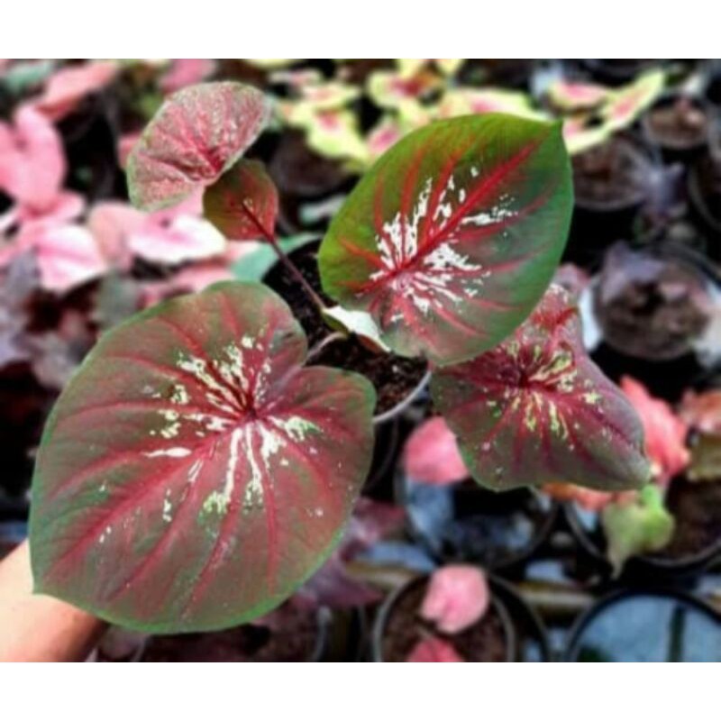 tanaman hias umbi caladium doreng keladi hias