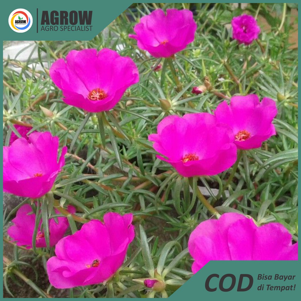 Stek Bunga Krokot / pukul 9/ Mossrose/ Portulaca Termurah Terlengkap By Agrow