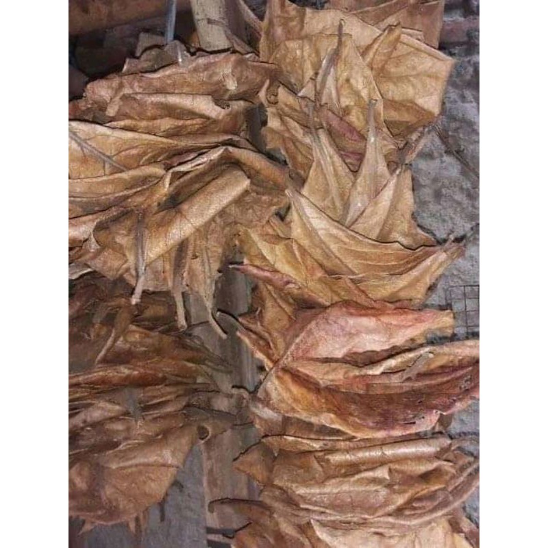 Daun ketapang kering/daun.ketapang.kering