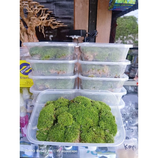 Mos Darat Terarium paludarium vivarium