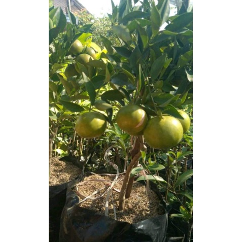 

BIBIT JERUK SANTANG MADU BERBUAH LEBAT