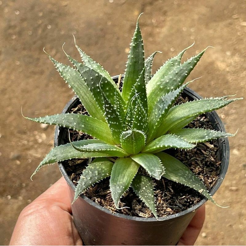 Sukulen Aloe aristata