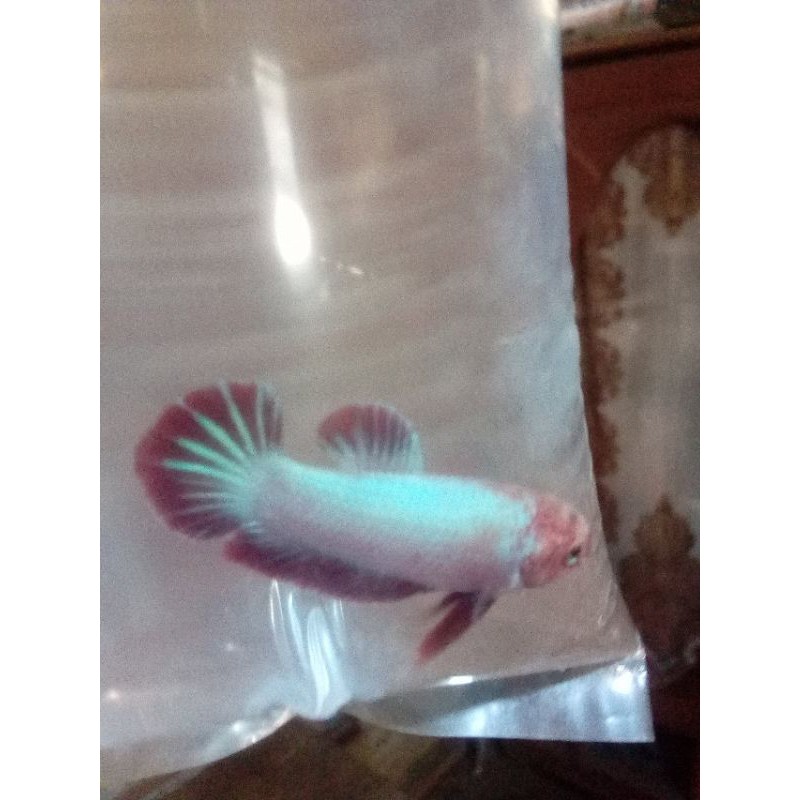 sepasang indukan ikan cupang plakat siap produksi bonus pelet pakan