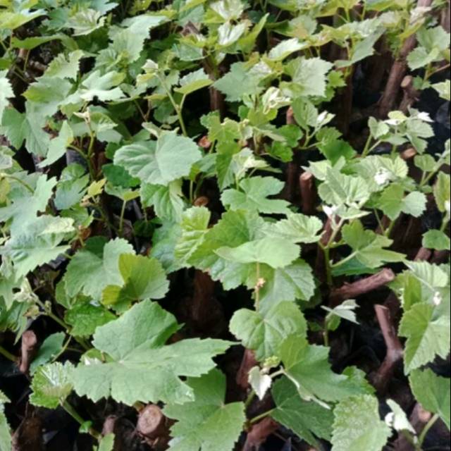 Bibit Anggur lokal-anggur hitam Isabella