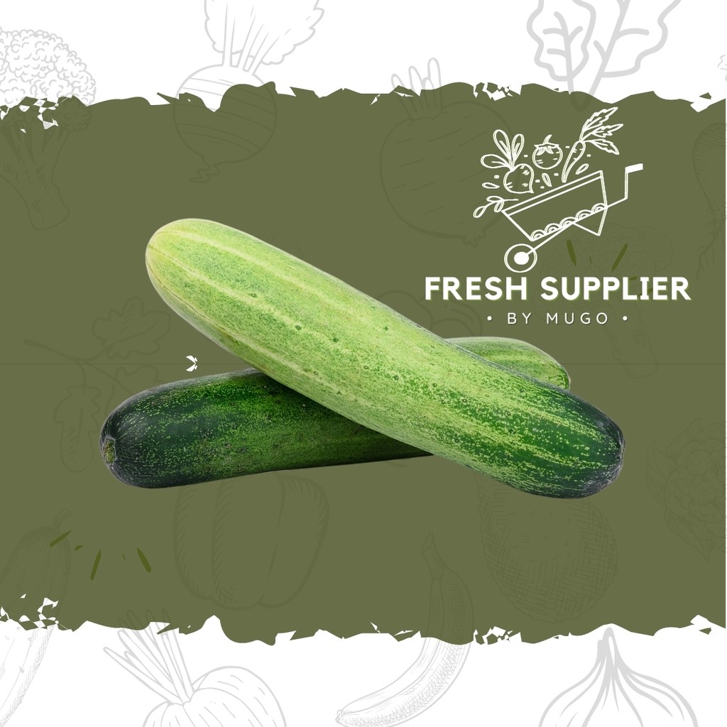 

Timun 500g Fresh Supplier