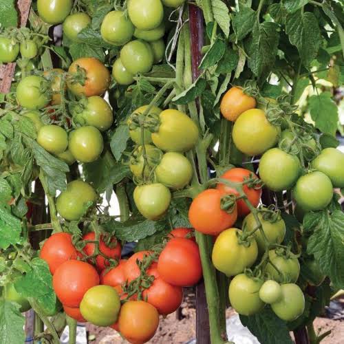 Benih Tomat Unggul