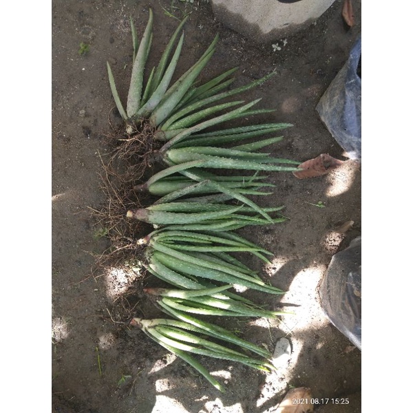 BIBIT LIDAH BUAYA BARBADENSIS JUMBO