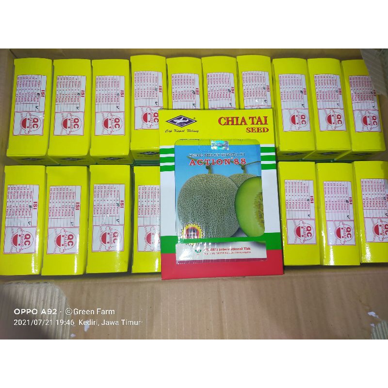 HEMAT..!! Melon Action 88 F1 Tahan Virus 550 biji Melon Hibrida Daging Putih Original Pabrik