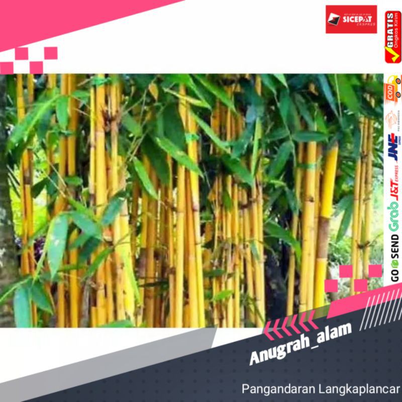 PEROMO BENIH BAMBU KUNING ATOU AMPEL KUNING TERMURAH UNTUK PENANGKAL ILMU HITAM