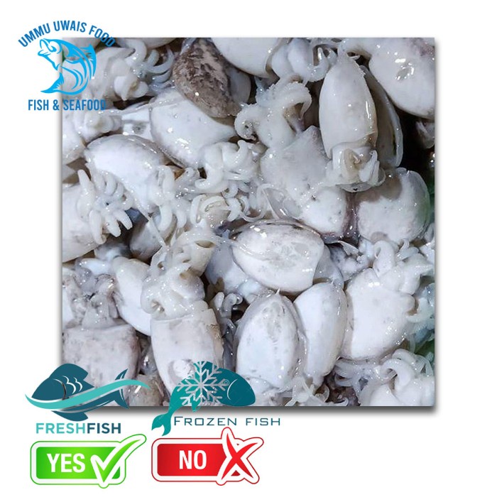 

Cumi Sotong Segar Fresh Berkualitas - 1 Kilogram
