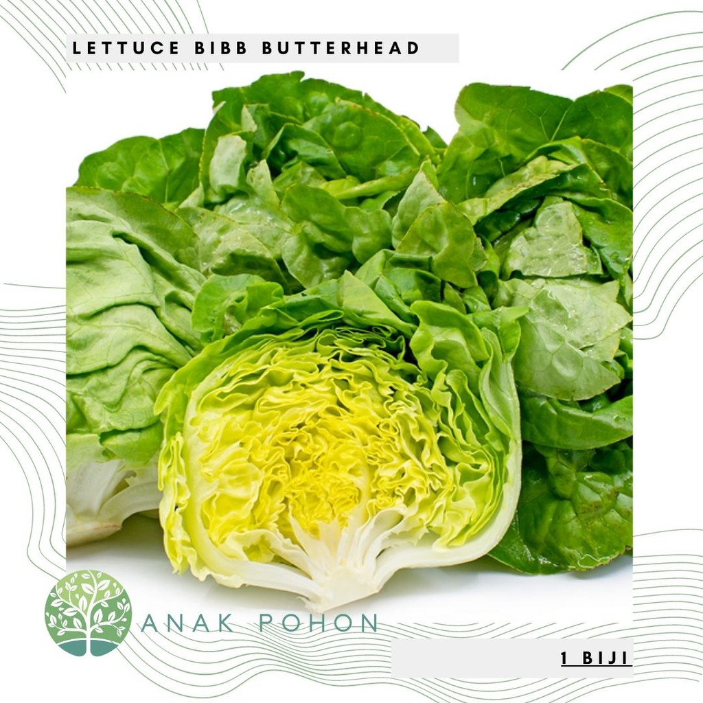 Benih Bibit Biji - Selada Bibb Butterhead Lettuce Seeds - IMPORT USA