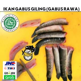 IKAN GABUS GILING (GABUS RAWA) | Shopee Indonesia