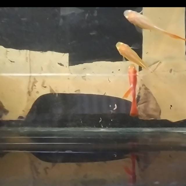 Ikan guppy afr blu ear