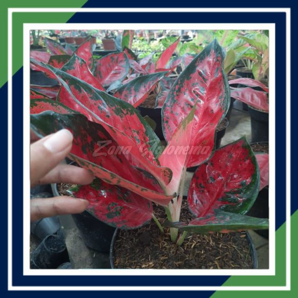 COD SUKSOM JAIPONG ZONA AGLONEMA BUNGA HIAS THAILAND (TANAMAN HIAS ZONA AGLONEMA)