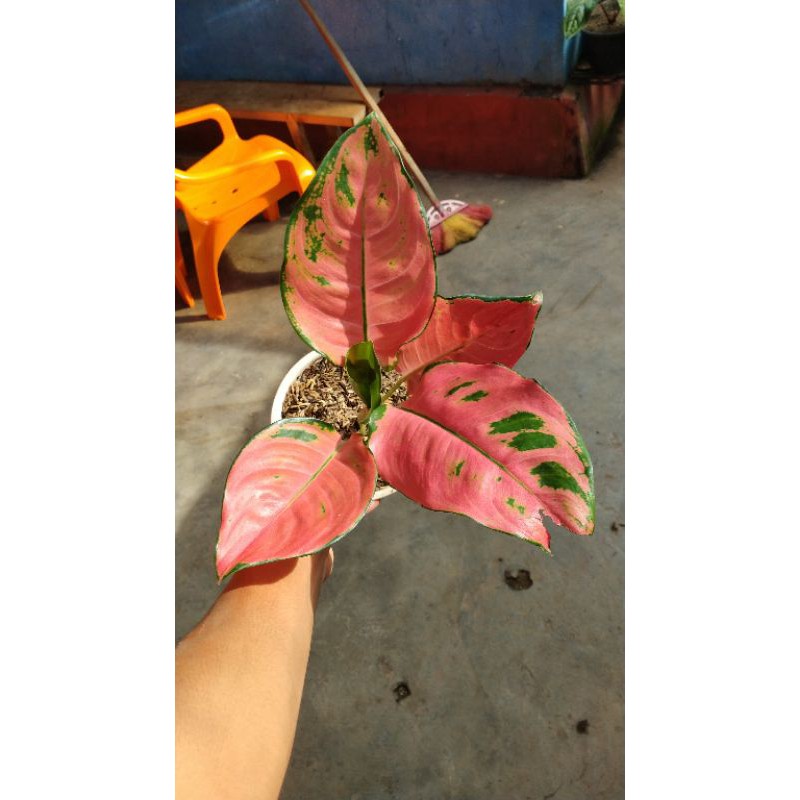 aglonema kochin ebony