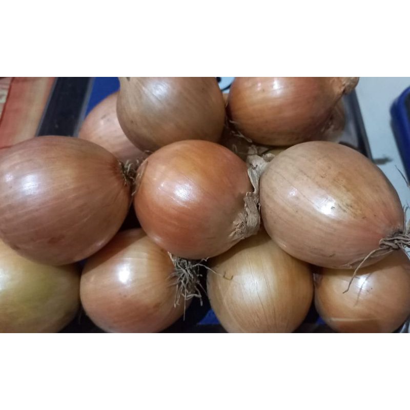 

BAWANG BOMBAY 500 GRAM