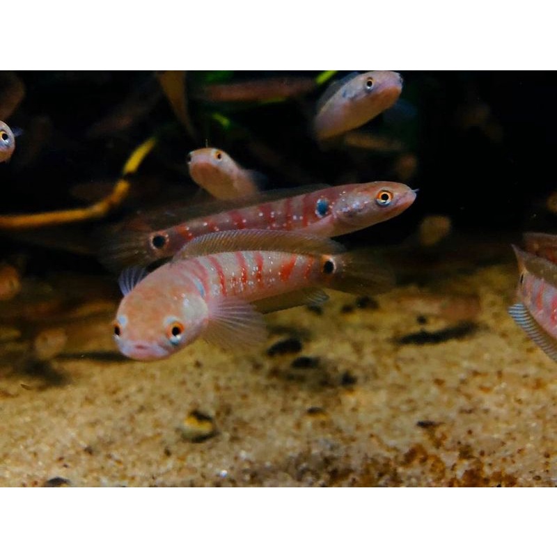 ASIATICA RED STRIP SUPER MERAH