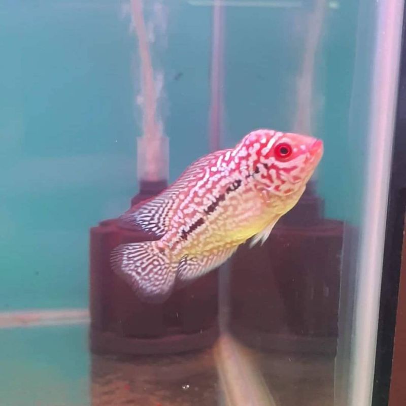 ikan louhan kamfa f2