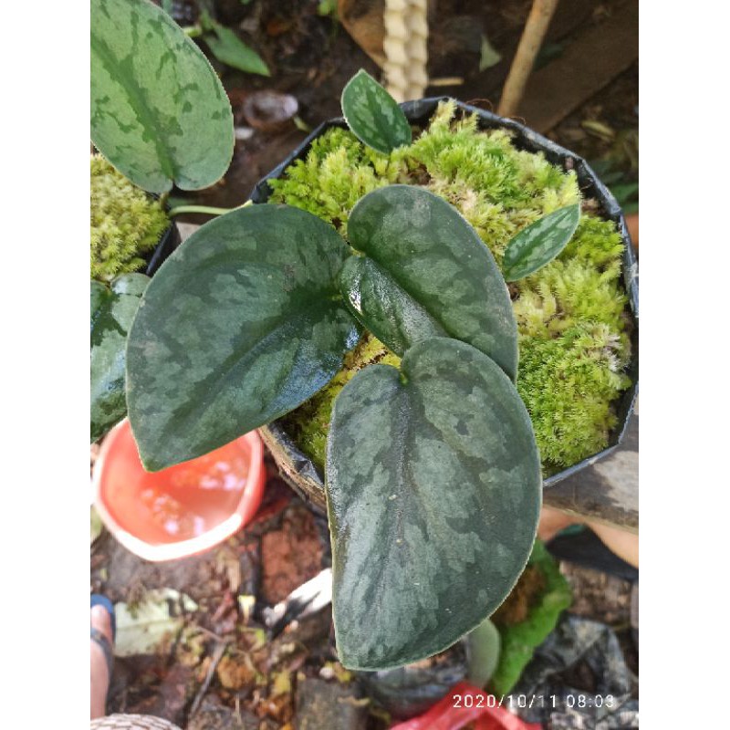 Scindapsus Black Silver
