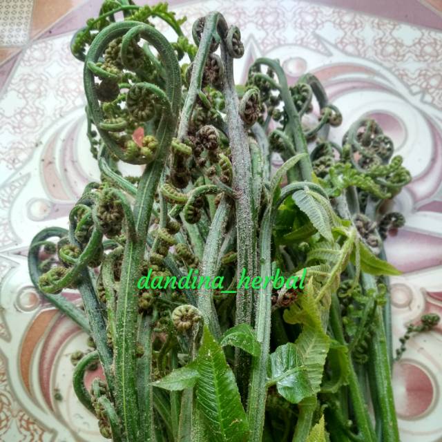 

Pakis sayur ukuran besar