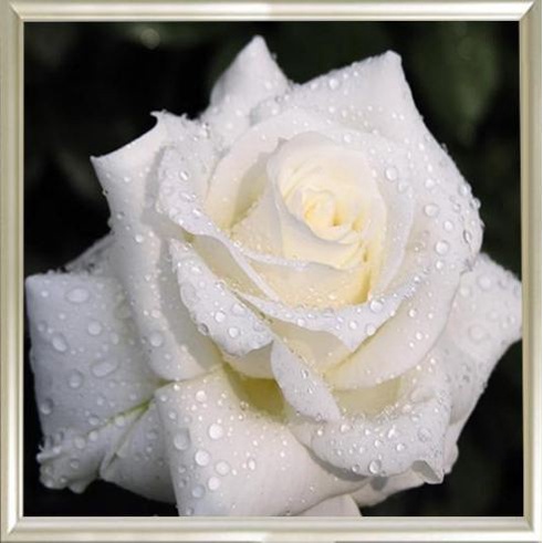 DIY Diamond Painting - 5D White Rose Stitch Kit