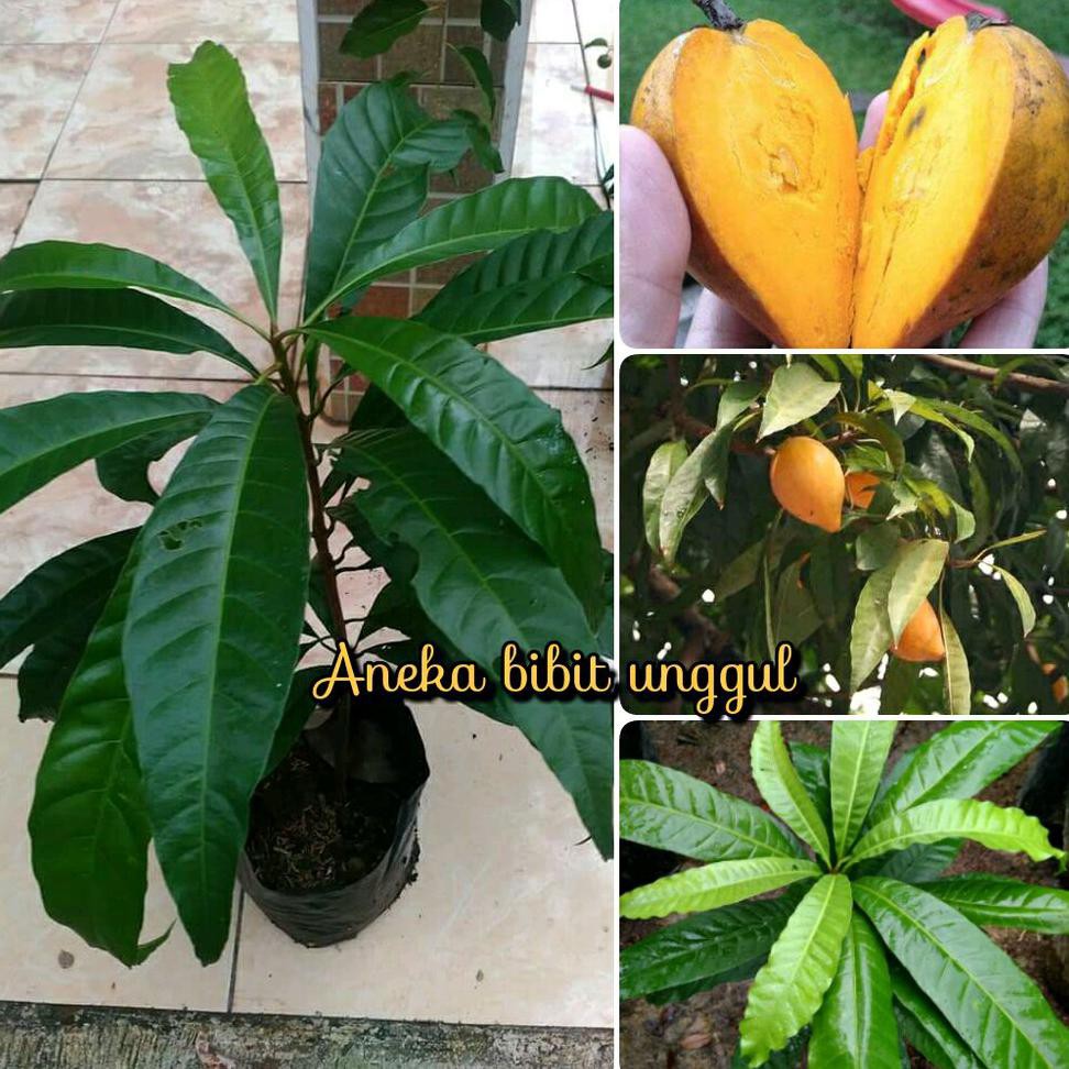 Bibit Buah Sawo Mentega Atau Sawo Belanda Atau Sawo Alkesa Alkesah