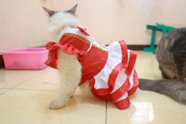 Dress merdeka merah putih untuk karnaval kucing lucu murah size S M L XL