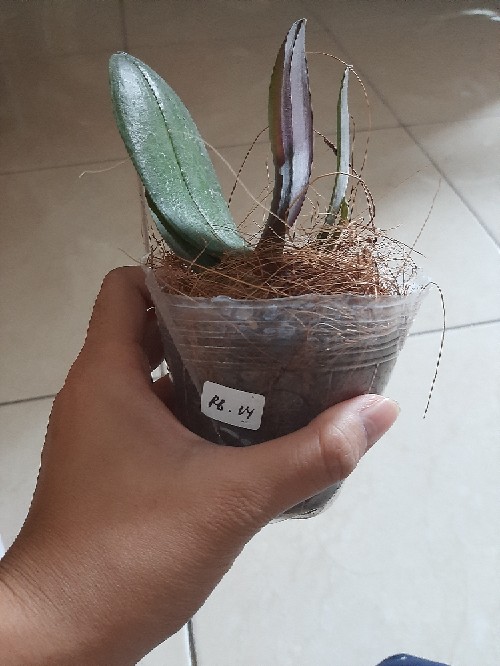 Anggrek Bulan Remaja - Phalaenopsis Hybrid Taiwan