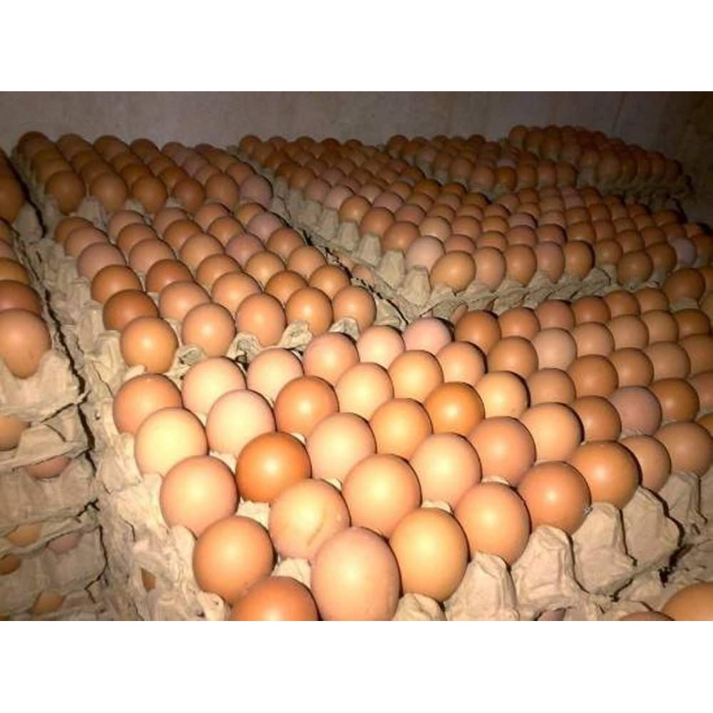 Telur Ayam Negeri Per Kg ( Harga 1 kg ) | Shopee Indonesia