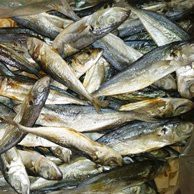 

ikan asin japu layang 500 gram