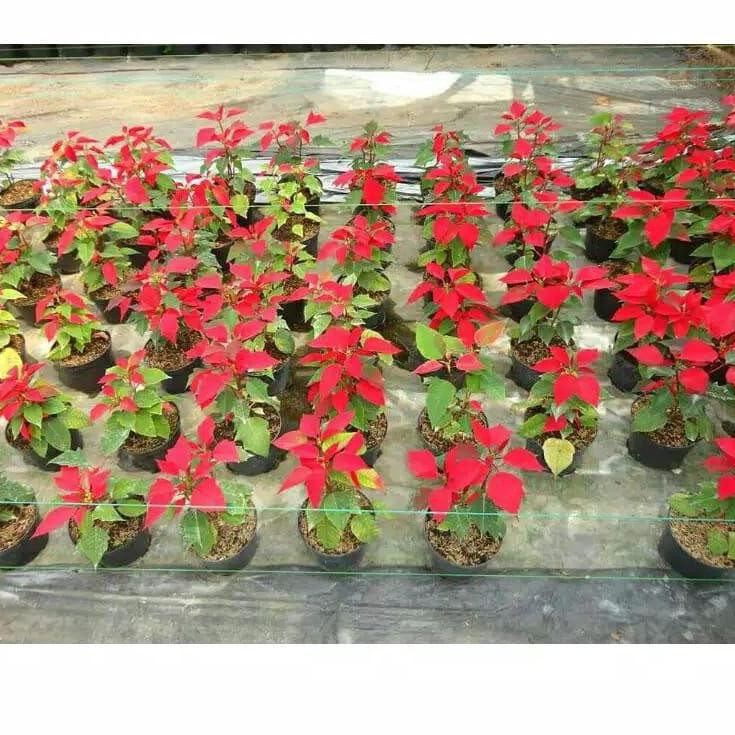 

E99T bunga kuba merah merona .