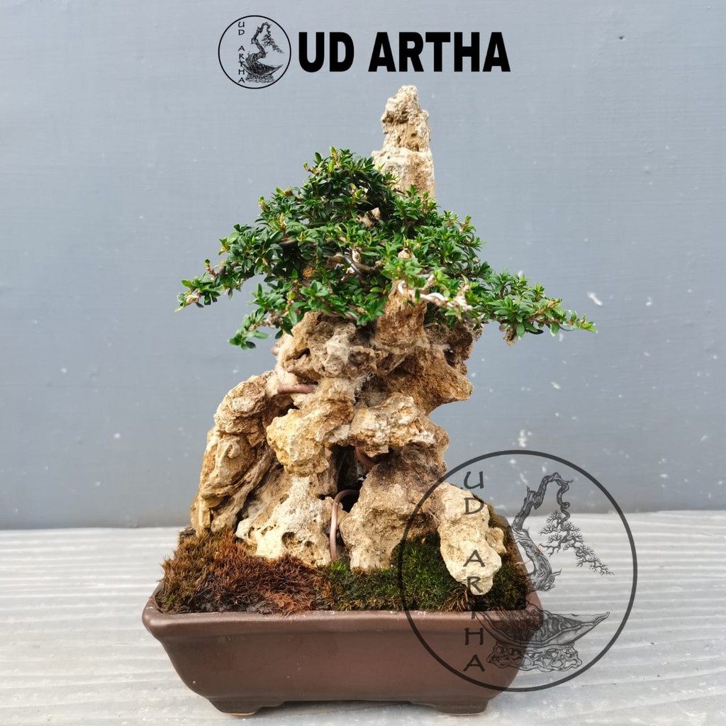 Bonsai Penjing Serissa Micro ~ UD ARTHA BONSAI