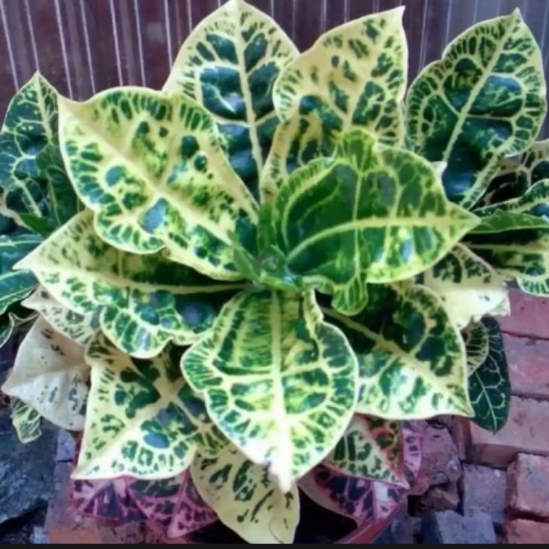 tanaman hias puring kura - tanaman hias puring