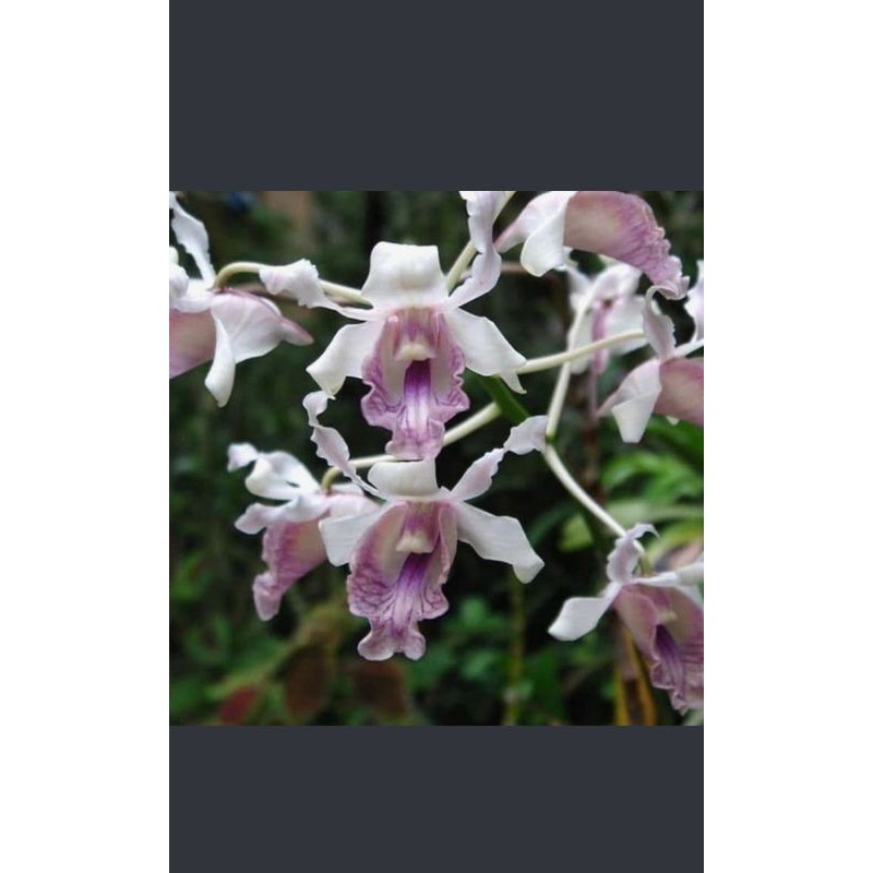 TANAMAN HIAS ANGGREK SEEDLING DENDROBIUM BUNGA NINDI SPESIES PAPUA HYBRID