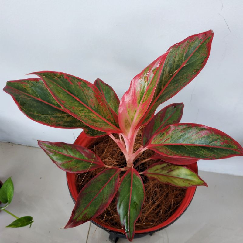 Aglonema Siam Aurora/Aglonema Red Lipstick