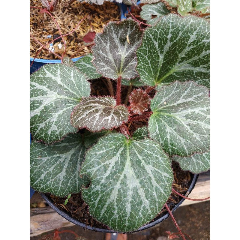 begonia kuping macan/begonia telinga macan