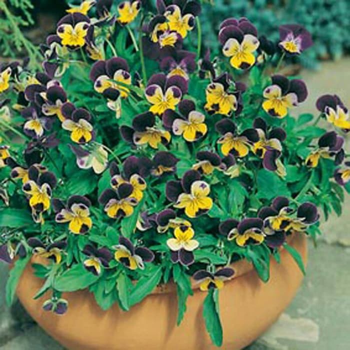 Benih Bibit Biji - Bunga Viola Helen Mount Johnny Jump Up Tricolor Flower Seeds - IMPORT