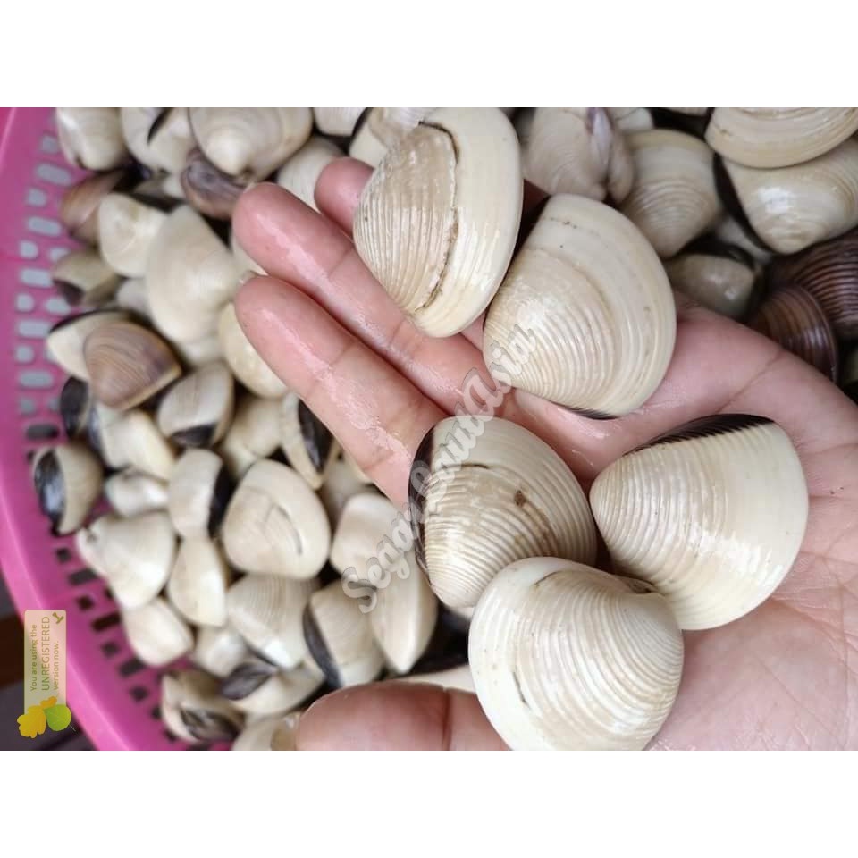 

Kerang Tahu Fresh/Kerang Kepa Segar 1Kg Seafood Hasil Laut Segar