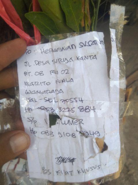 Bibit Jeruk Mandarin 400 Gram / Bibit