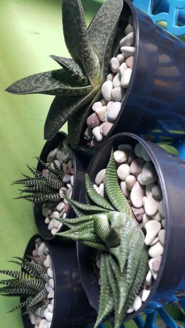 Sukulen Murah Dan Hemat Dengan Berbagai Macam Variant Sudah Termasuk Pot 10cm