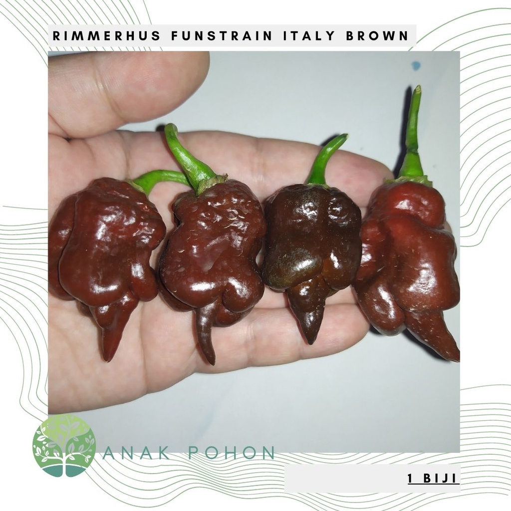 Benih Bibit Biji - Cabai Rimmerhus Funstrain Italy Brown Choco Pepper Seeds