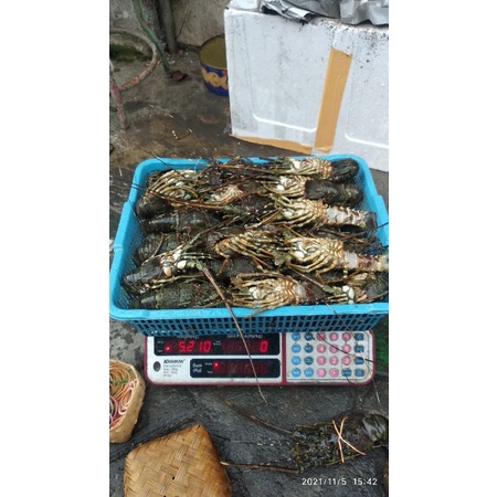 

lobster laut isi 11-15 5kg