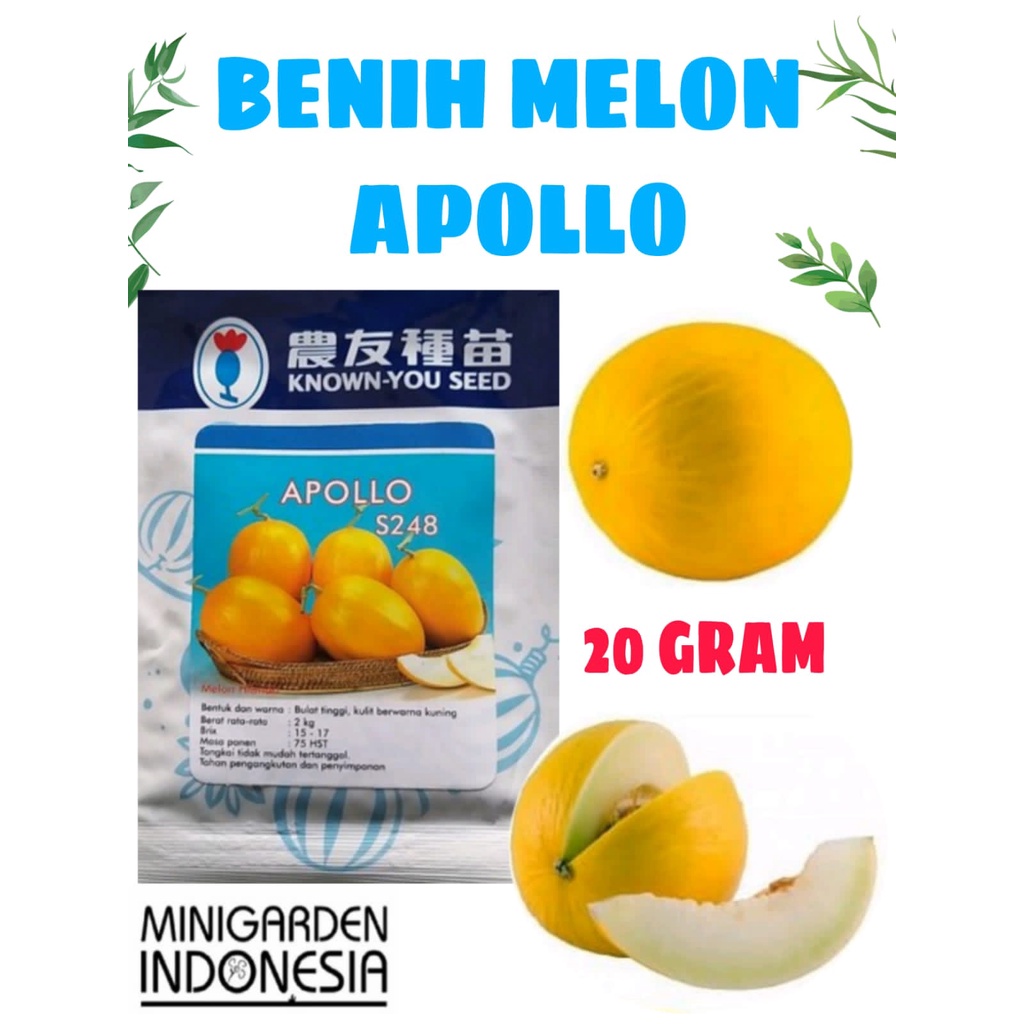 MELON APOLLO 20 GRAM benih bibit biji melon golden melon emas kuning f1 known you seed