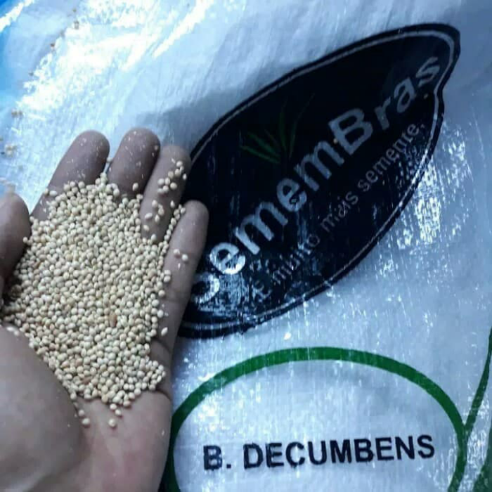 Jual Biji Rumput Pakan Ternak B. Decumbens - Hybrid - Penghijauan ...