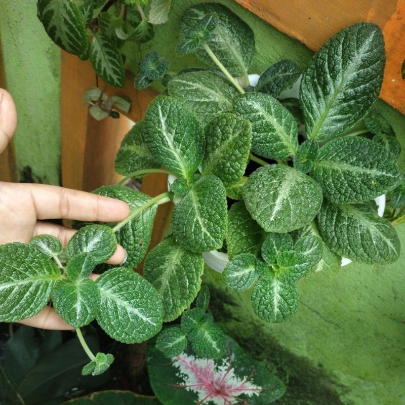 episcia bunga kuning Monet dan tropical topas