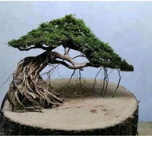 bonsai aquascape bonsai aquarium hiasan dekorasi aquarium aksesoris aquarium