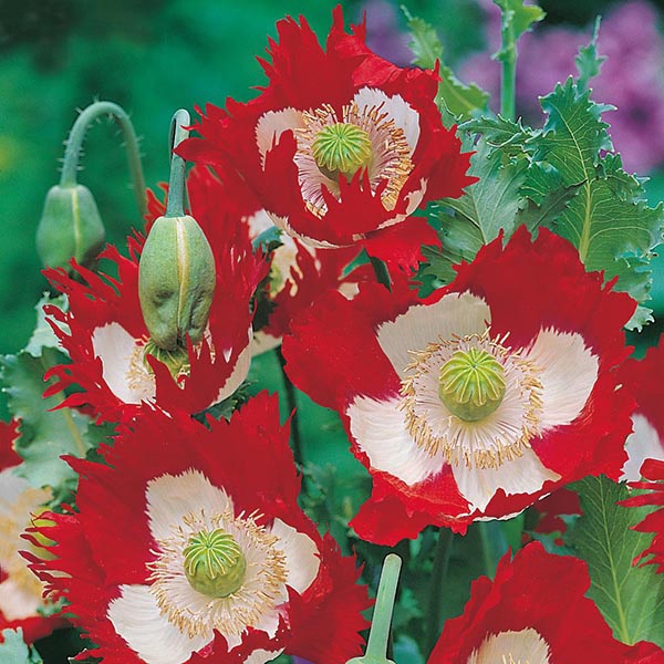 Benih Bibit Biji - Bunga Poppy Victoria Cross (Papaver somniferum) Flower Seeds - IMPORT