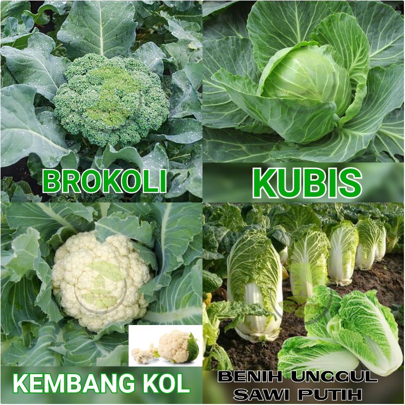 PAKET USAHA Benih Bibit Sayuran Bibit Sayur Buah Bunga