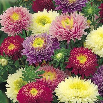 Benih Bunga Aster Powder Puff biji bunga aster 5 biji
